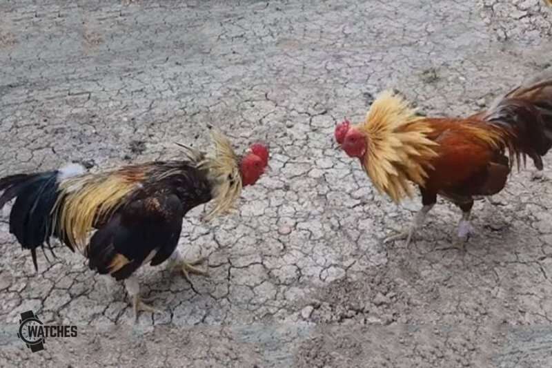 cockfighting styles - A Step-by-Step Learning Method cockfighting styles - A Step-by-Step Learning Method