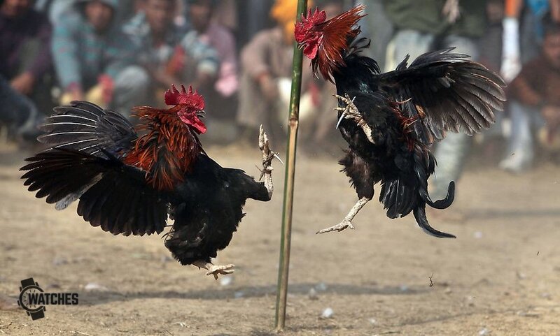 cockfighting styles - Common Mistakes to Avoid cockfighting styles - Common Mistakes to Avoid